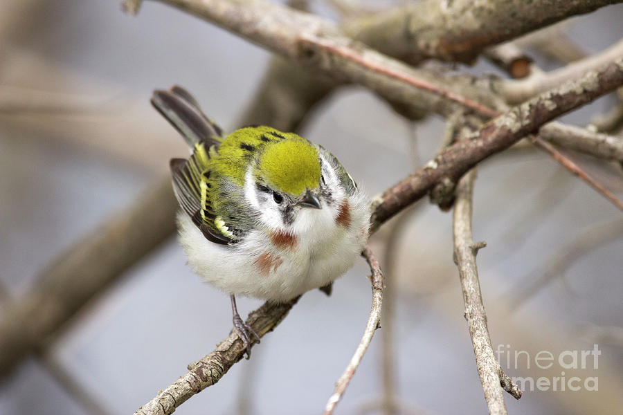 Chestnut Sided Warbler Series Photograph by Jeannette Hunt