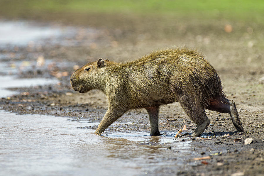 Chiguiro Capybara Guanapalo Casanare Colombia #2 Photograph by Adam Rainoff
