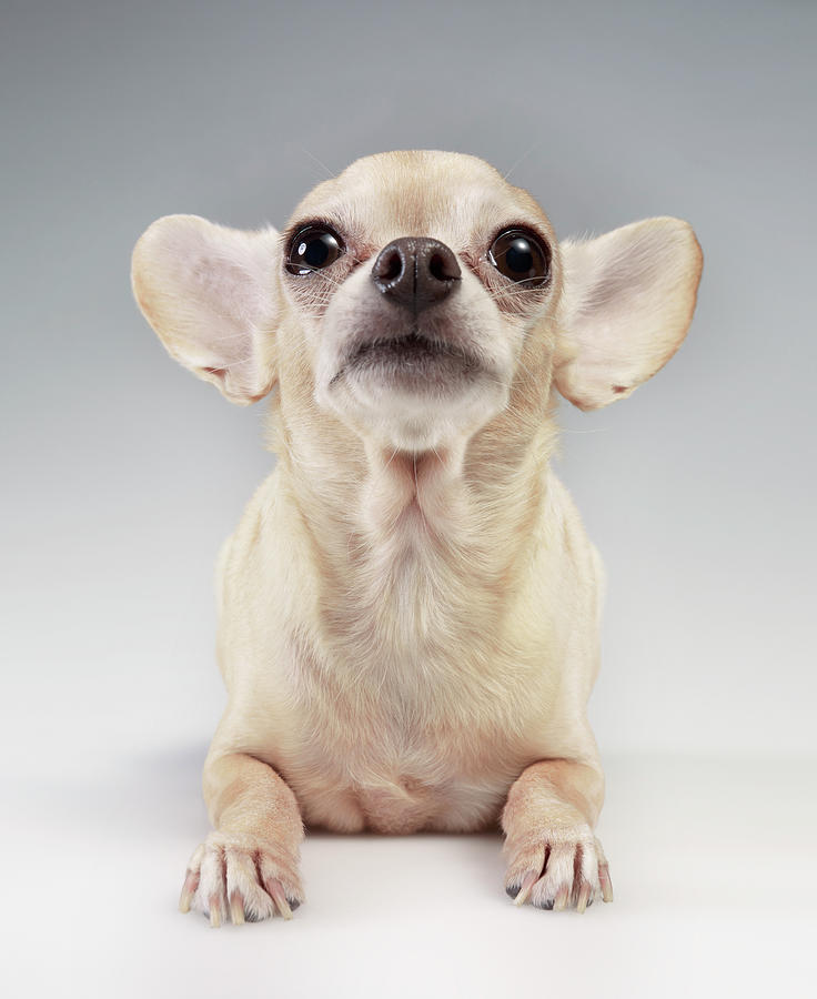 Chihuahua Looking Up #2 Photograph by Stilllifephotographer
