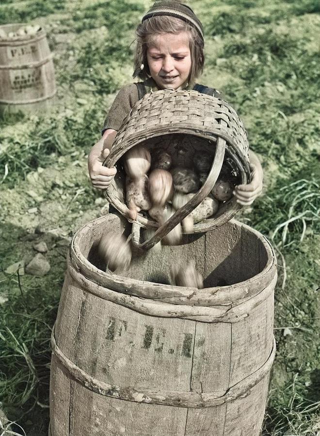 Children Picking Potatoes On A Large Farm Near Caribou, Maine.  2 A Colorized By Ahmet Asar Painting