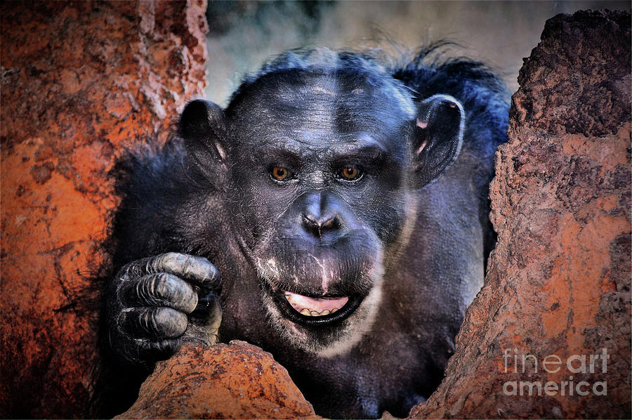 Chimp  #2 Digital Art by Savannah Gibbs