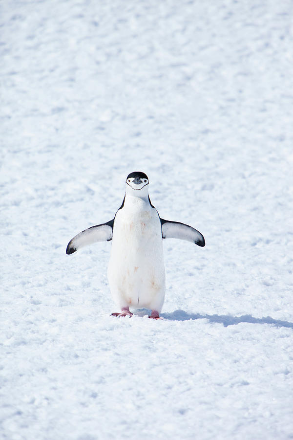 Chinstrap Penguin #2 Photograph by Kelly Cheng Travel Photography