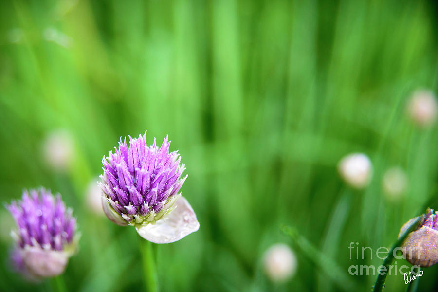 Chives #2 Photograph by Alana Ranney