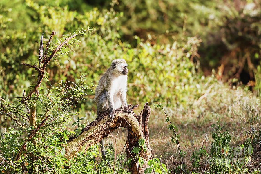 Chlorocebus pygerythrus, vervet monkey in Serengeti National Par by Marek Poplawski Chlorocebus pygerythrus, vervet monkey in Serengeti National Par by Marek Poplawski