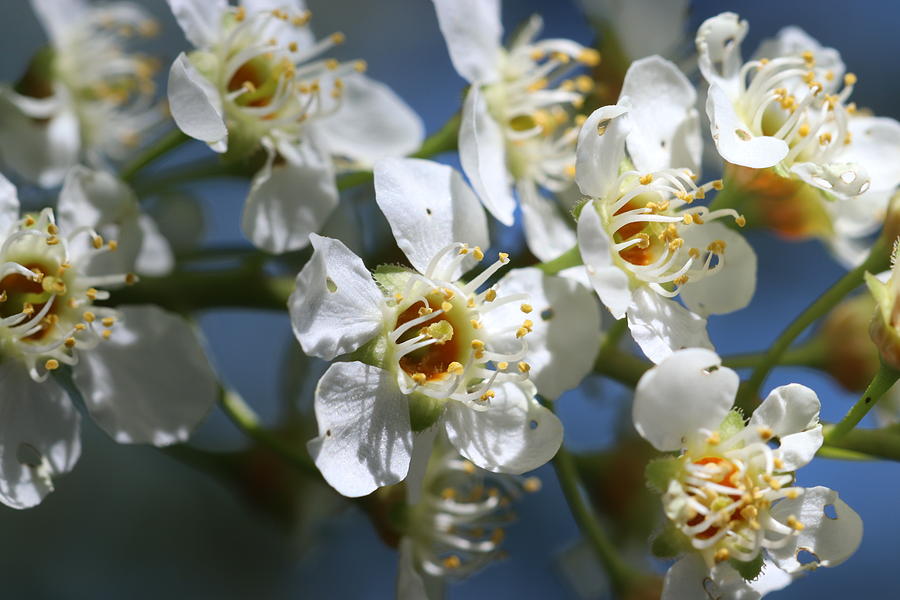 Choke Cherry Tree Blossoms by TJ Fox Choke Cherry Tree Blossoms by TJ Fox
