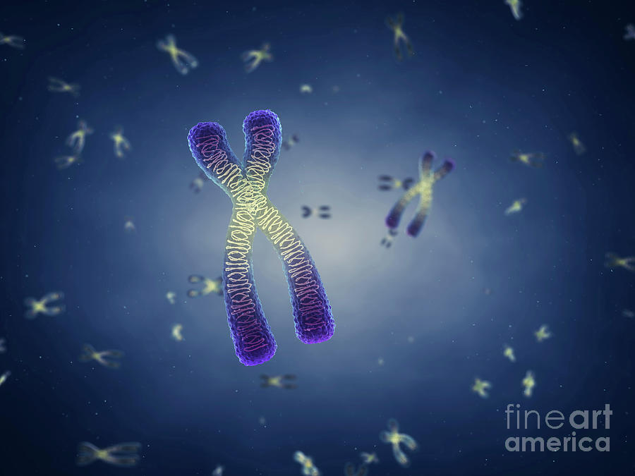 3d Photograph - Chromosomes #2 by Nobeastsofierce/science Photo Library