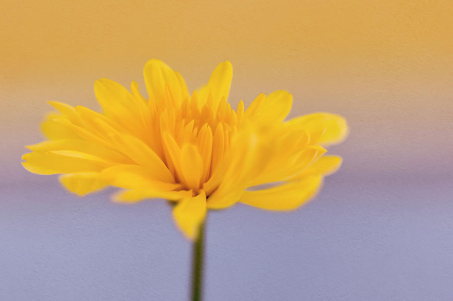 Chrysanthemum #2 Photograph by Svetlana Sewell