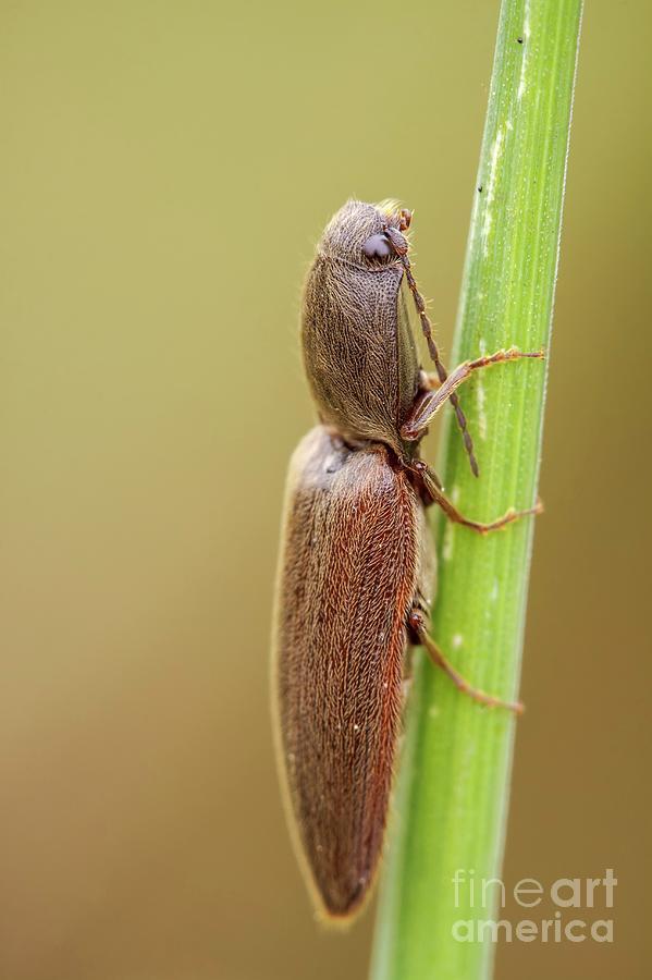 Click Beetle #2 Photograph by Heath Mcdonald/science Photo Library