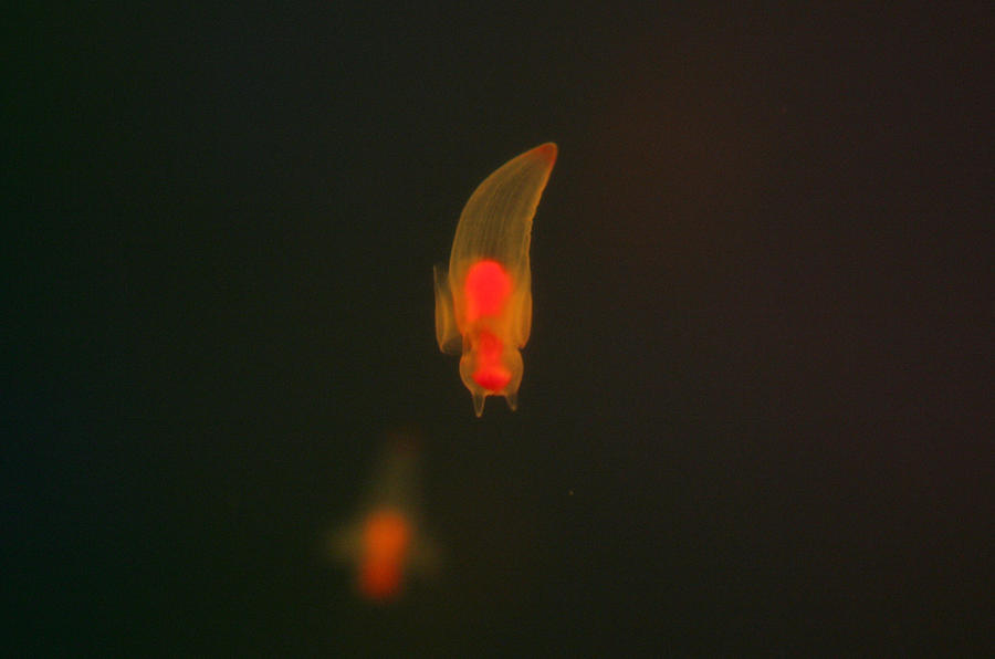 Clione or Sea Angels Swim in Tokyo Photograph by Kimimasa Mayama - Fine ...