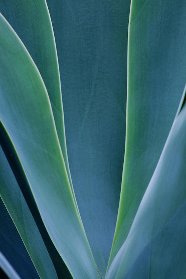 Agave Photograph - Close-up Blue Green Agave Leaves by Darrell Gulin Agave Photograph - Close-up Blue Green Agave Leaves by Darrell Gulin