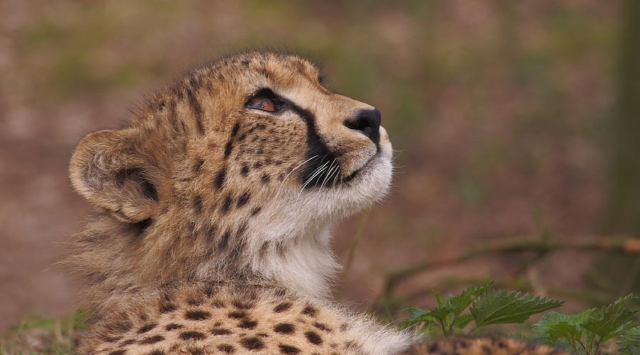 Close up of a cheetah by Eye to Eye Xperience Close up of a cheetah by Eye to Eye Xperience