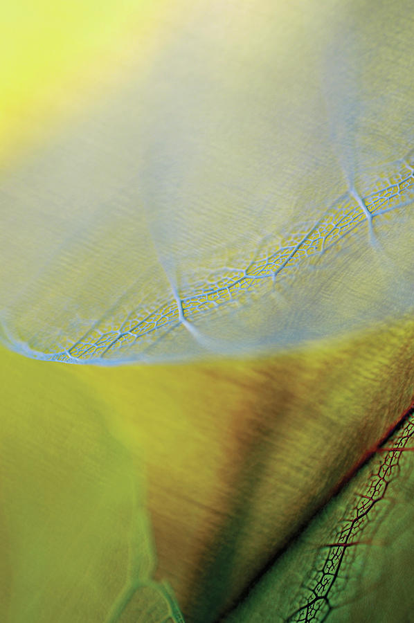Close-up Of A Dried Leaf Vein Photograph by Glowimages