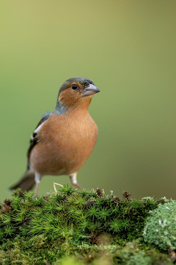 Close-up Of A Male Common Chaffinch Photograph by Sarah Darnell - Fine ...