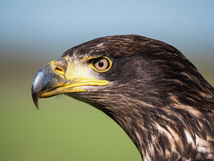 Close-up of an immature American bald eagle #2 Photograph by Tosca Weijers