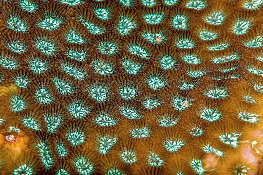 Close-up Of Coral Texture, Kimbe Bay #2 Photograph by Bruce Shafer