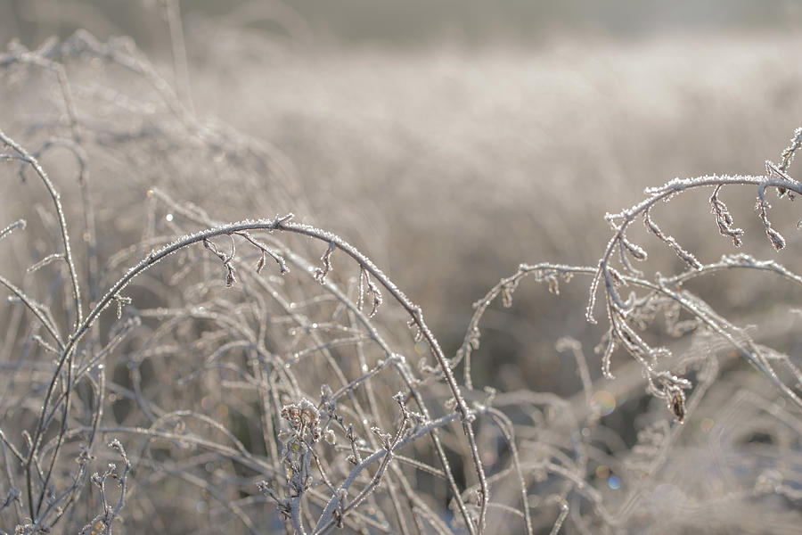 Close-up Of Herbs Plants Weeds Covered With Frost Photograph