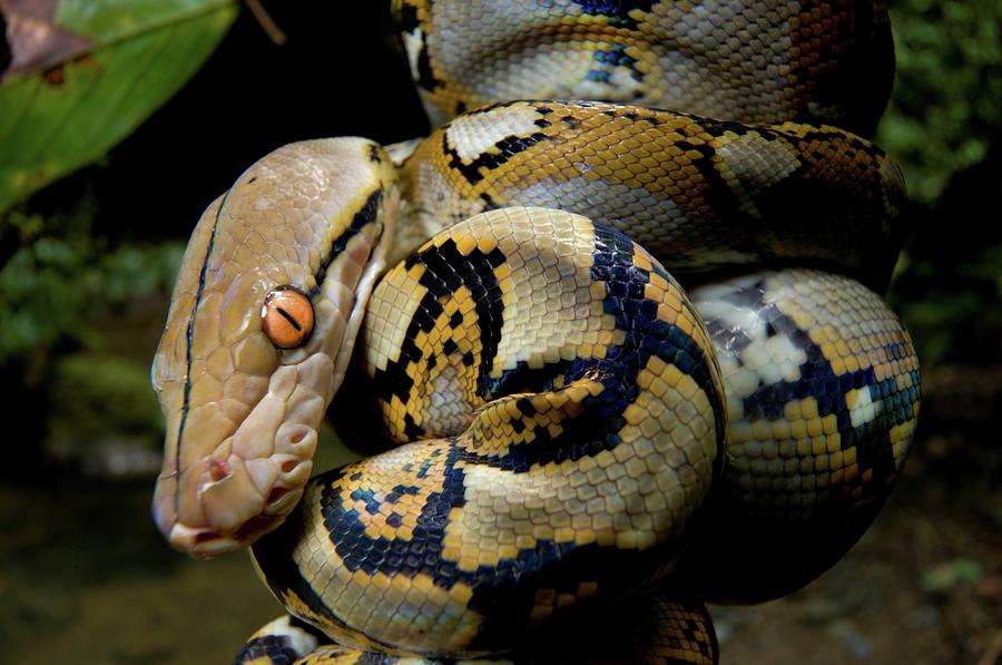 Close-up Of Juvenile Reticulated Python Photograph by Nick Garbutt ...