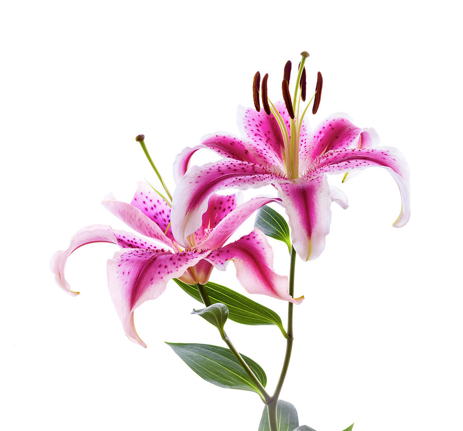 Close-up Of Stargazer Lily by Panoramic Images.