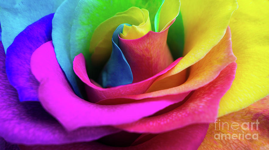 Closeup of a rainbow colored rose in full bloom #2 Digital Art by Amy Cicconi