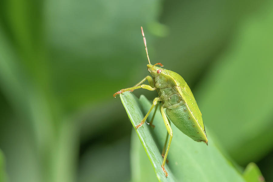 Closeup of an adult green shield bug sitting on a green leaf Photograph ...