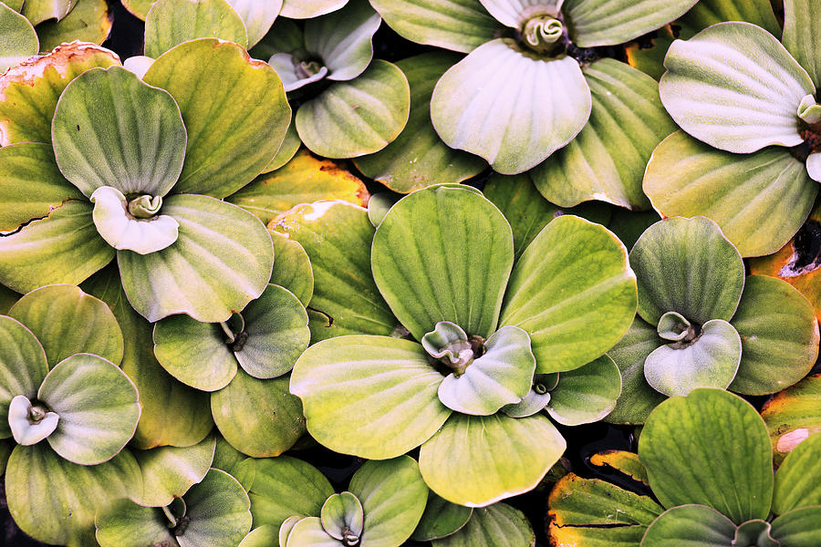 Closeup Of Patterns On Aquatic Plants. #2 Digital Art by Laura Diez