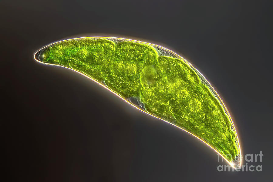 Closterium Moniliferum #2 Photograph by Frank Fox/science Photo Library