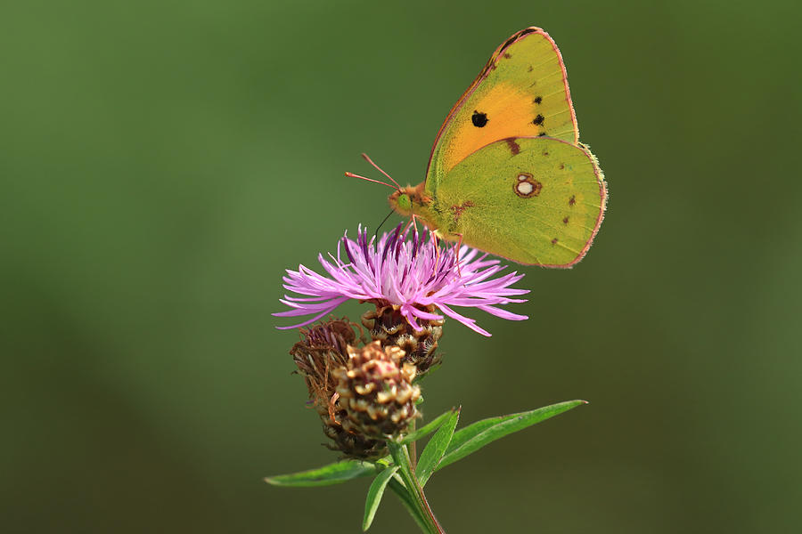 Clouded Yellow #2 Photograph by Simun Ascic