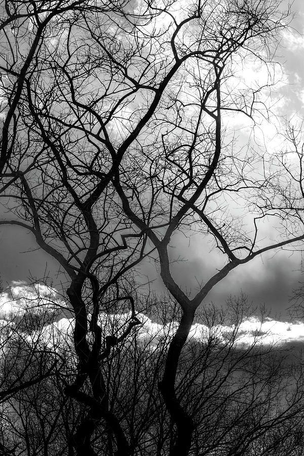 Clouds Sky and Trees #2 Photograph by Robert Ullmann