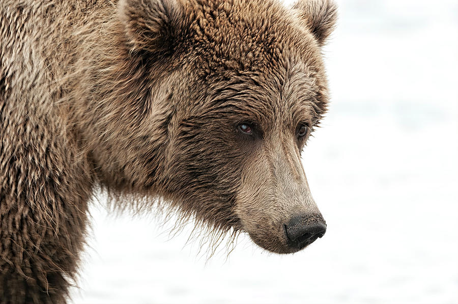 Coastal Brown Bear closeup #2 Photograph by Gary Langley