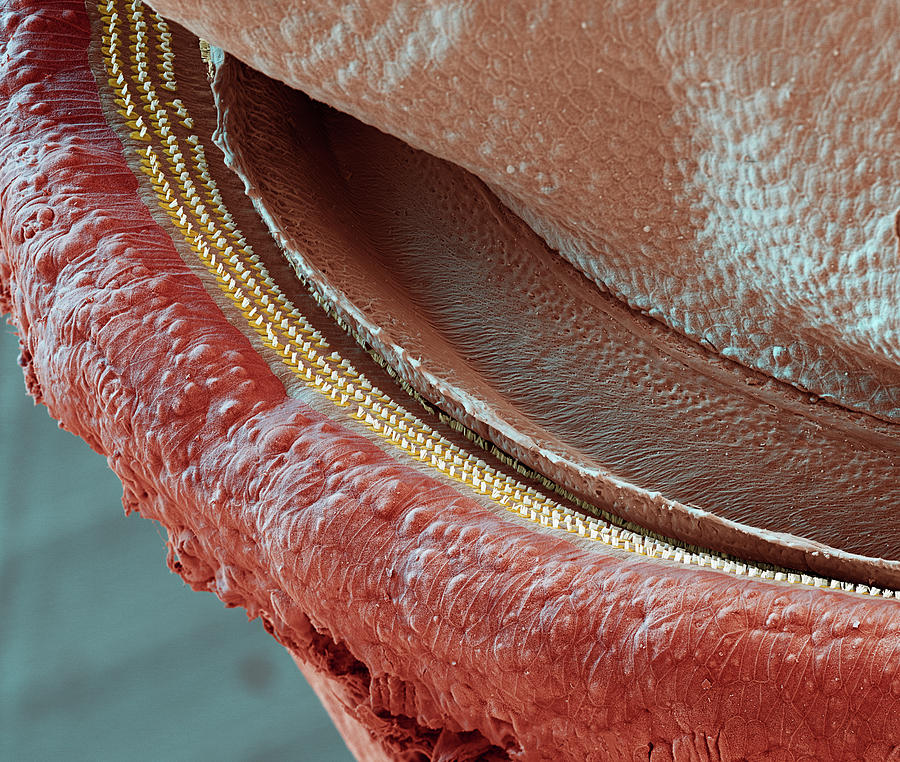 Cochlea, Coil Section, Sem #2 Photograph by Oliver Meckes EYE OF SCIENCE