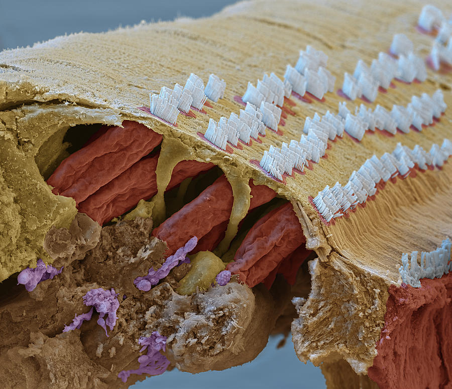 Cochlea, Organ Of Corti, Sem #2 Photograph by Oliver Meckes EYE OF SCIENCE