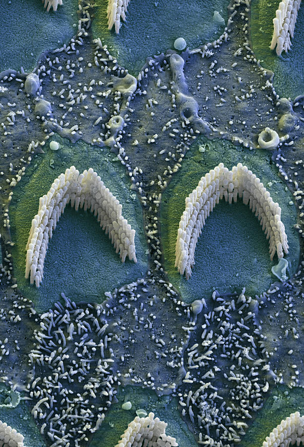 Cochlea, Outer Hair Cells, Sem #2 Photograph by Oliver Meckes EYE OF SCIENCE