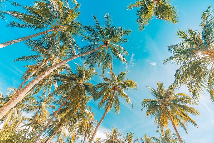 Nature Photograph - Coconut Palm Tree With Blue Sky #2 by Levente Bodo