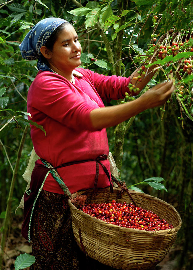 Coffee Picker, El Salvador #2 Photograph by John Coletti