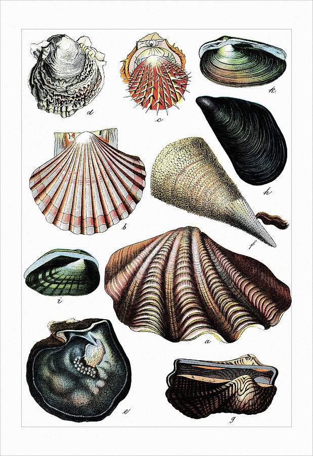 Shell Painting - Collected Shell Specimens #2 by Gotthilf Heinrich von Schubert
