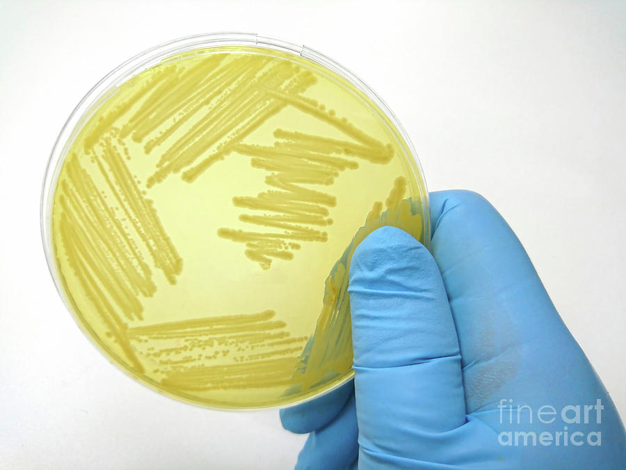 Colony Of Bacteria On Culture Medium #2 Photograph by Choksawatdikorn / Science Photo Library