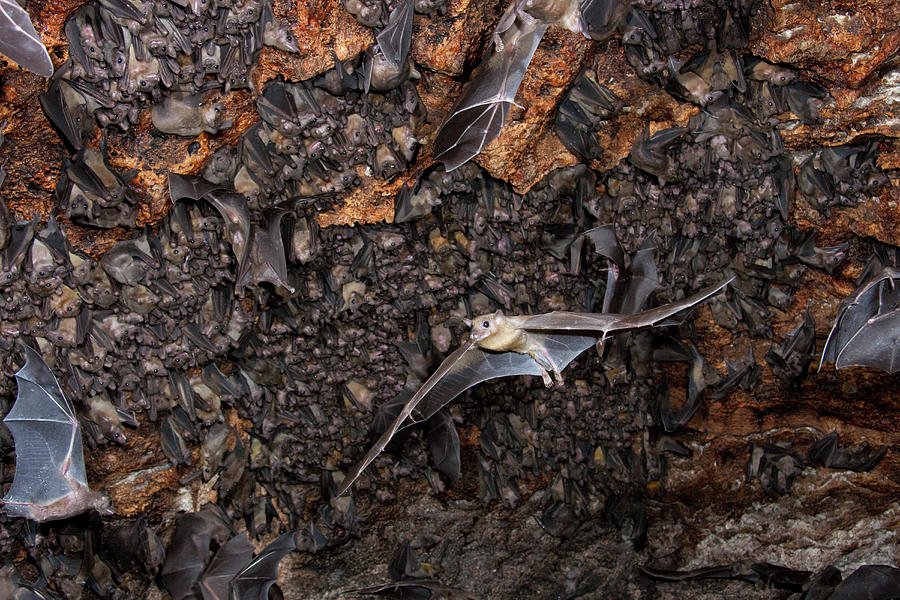 Colony Of Egyptian Fruit Bats #2 Photograph by Ivan Kuzmin