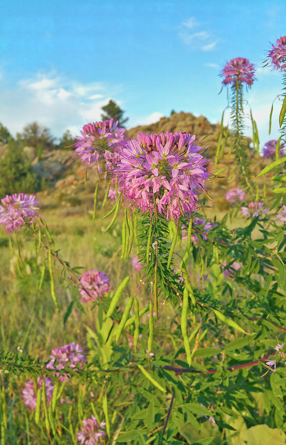 Colorado Pink Wildflowers Photograph by Lorraine Baum
