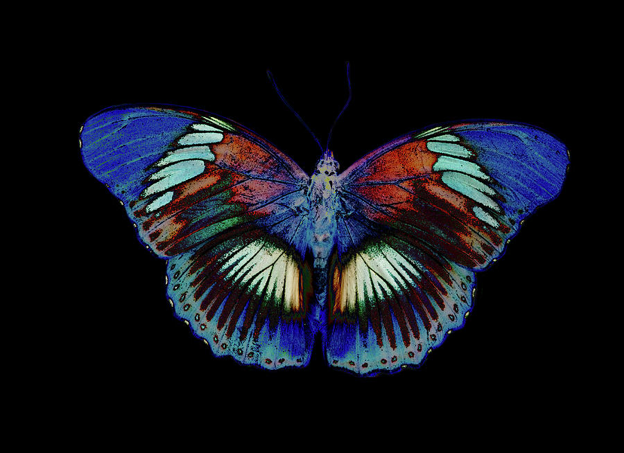 Colorful Butterfly Design Against Black #2 Photograph by Darrell Gulin