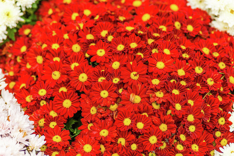 Colorful Flowers #2 Photograph by Vivida Photo PC