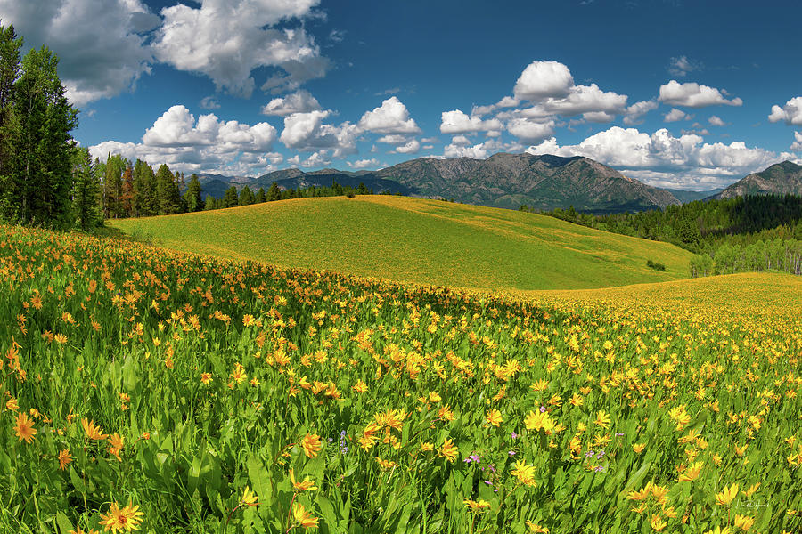 Colorful Spring Meadow #2 Photograph by Leland D Howard