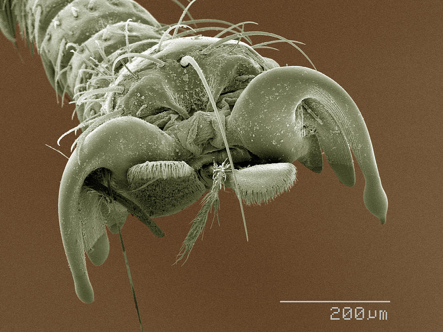 Nature Digital Art - Coloured Sem Of Louse Fly (hippoboscidae) Tarsus #2 by Gregory S. Paulson