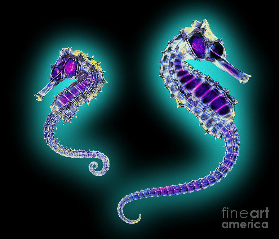 Seahorse Photograph - Coloured X-ray Of Two Seahorses #2 by D. Roberts/science Photo Library