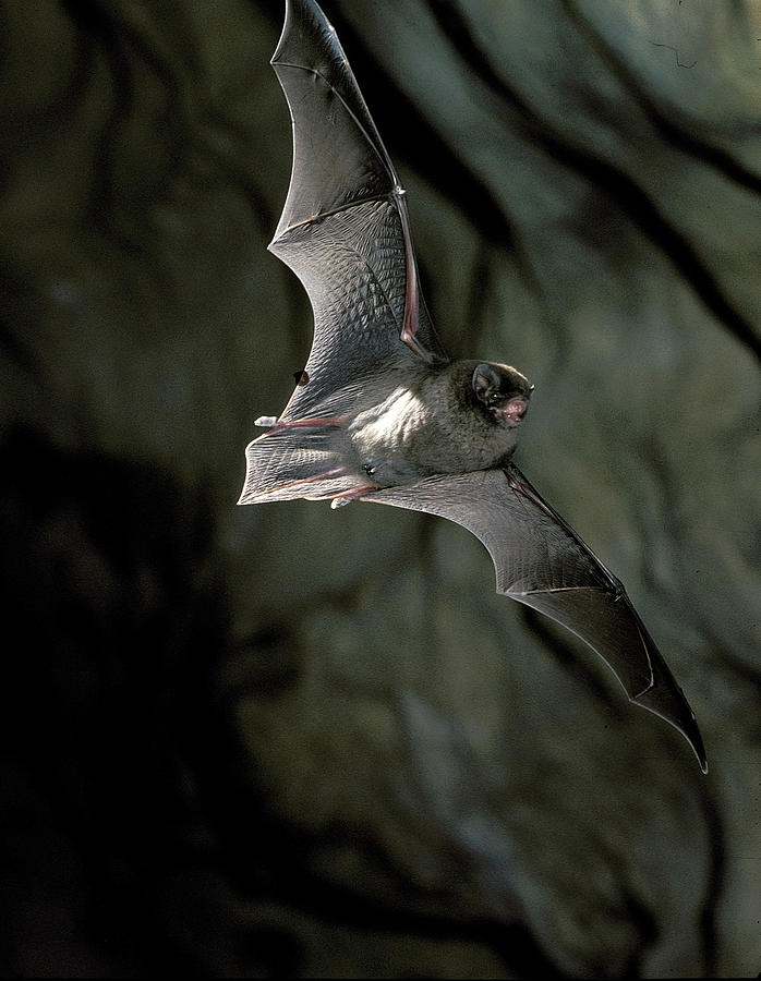 Common Bent-wing Bat #2 Photograph by Graham Anderson