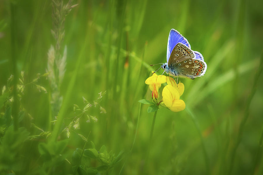 Common blue butterfly  #2 Photograph by Chris Smith