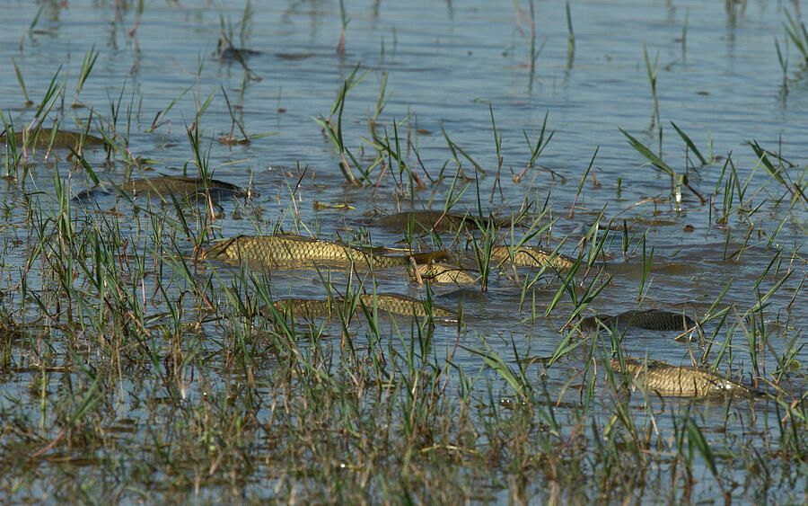 Common Carp Spawning In Shallow Lakeside Waters. Baragem Do #2 ...