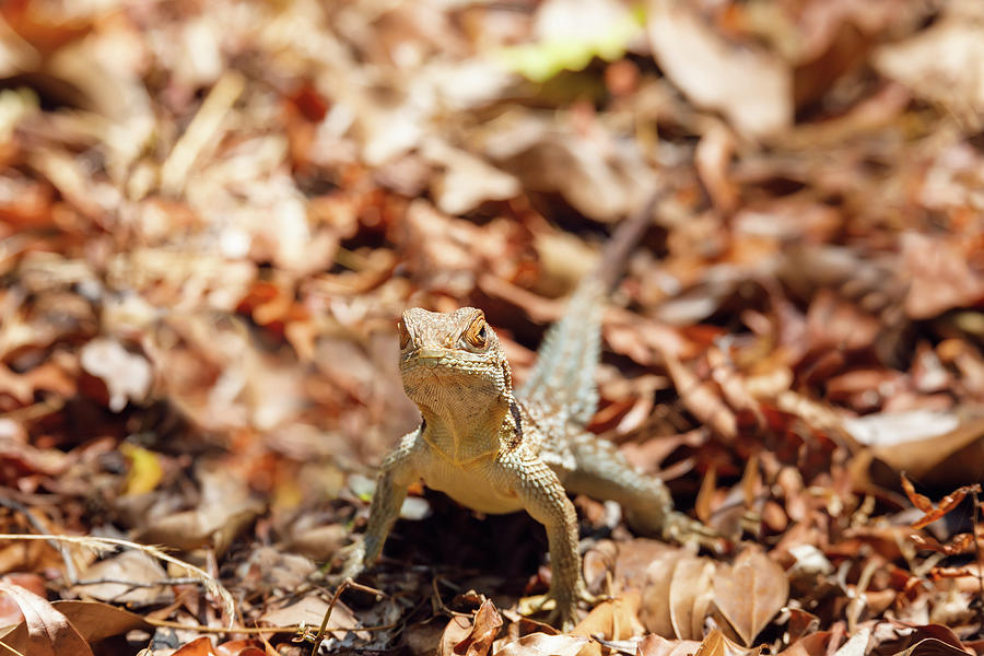 Common Collared Iguanid Lizard, Madagascar Photograph by Artush Foto ...