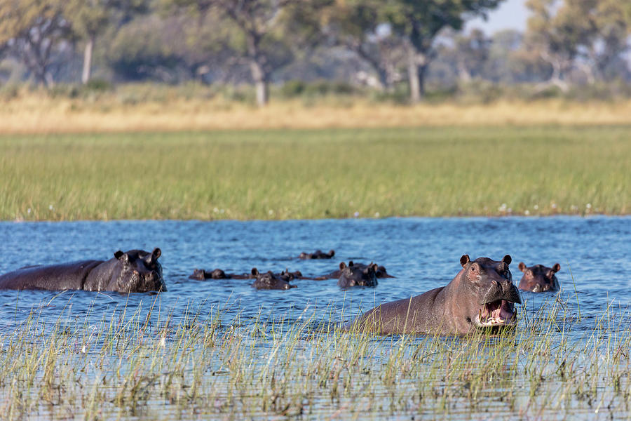 Common Hippopotamus Or Hippo #2 Photograph by Roger De La Harpe Common Hippopotamus Or Hippo #2 Photograph by Roger De La Harpe