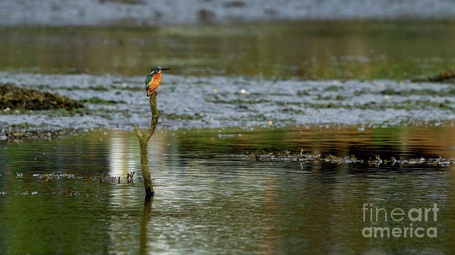 Common Kingfisher Alcedo Atthis O Seixo #2 Photograph by Pablo Avanzini