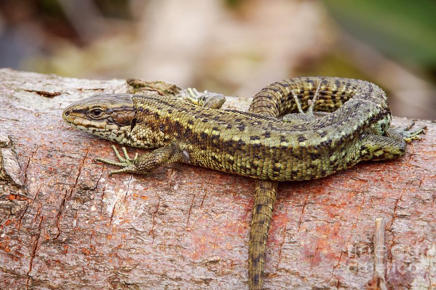 Nature Photograph - Common Lizard #2 by Heath Mcdonald/science Photo Library